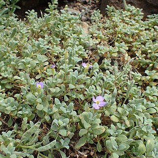 Aubrieta scardica unspecified picture