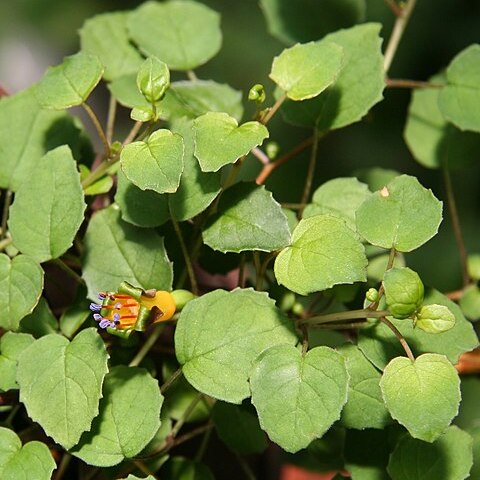 Fuchsia procumbens unspecified picture