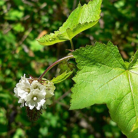 Sidalcea malachroides unspecified picture