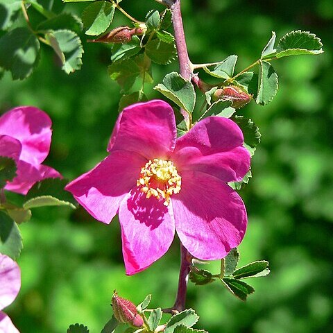 Rosa willmottiae unspecified picture