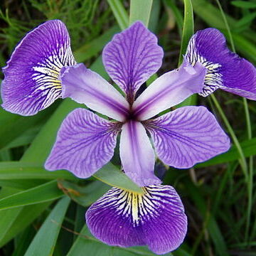 Iris unspecified picture