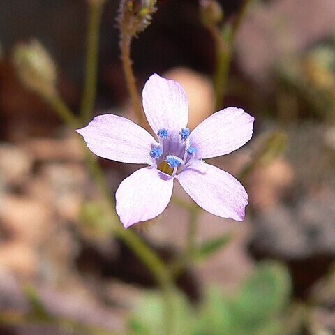 Gilia scopulorum unspecified picture