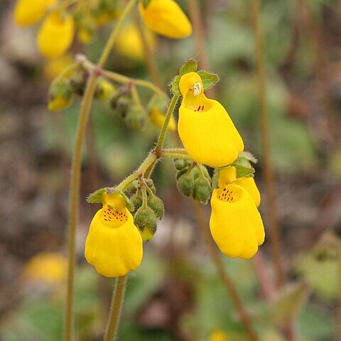 Calceolaria andina unspecified picture