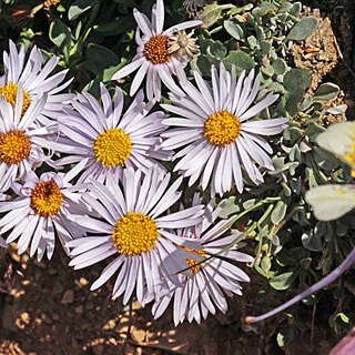 Erigeron leiomerus unspecified picture