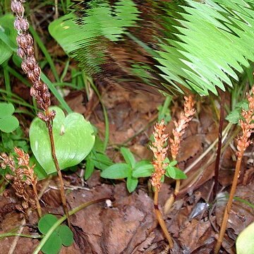 Neottia acuminata unspecified picture