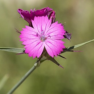 Dianthus carmelitarum unspecified picture