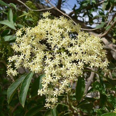 Sambucus mexicana unspecified picture