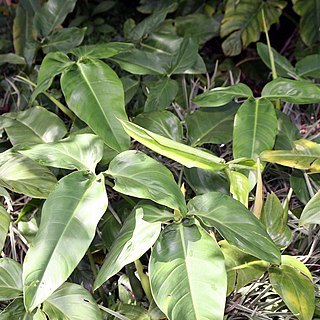 Philodendron anisotomum unspecified picture