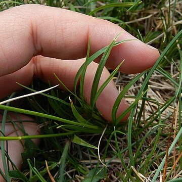 Carex macrolepis unspecified picture