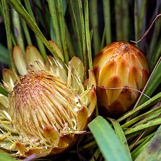 Protea scabra unspecified picture