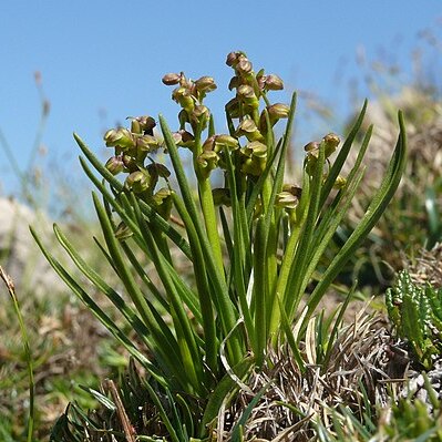 Chamorchis unspecified picture