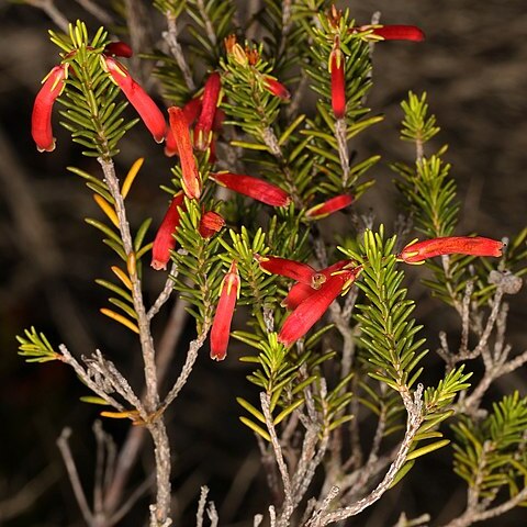 Erica chloroloma unspecified picture