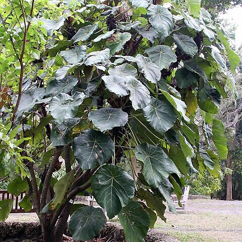 Macaranga grandifolia unspecified picture