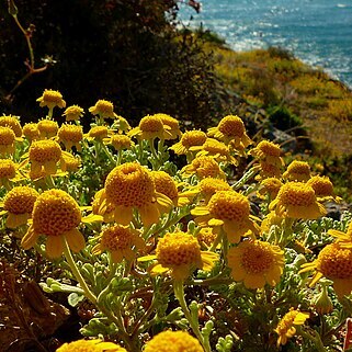 Anthemis chrysantha unspecified picture