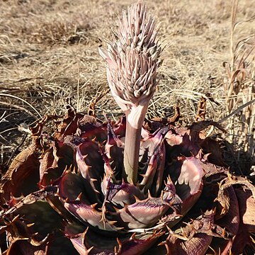 Aloe prinslooi unspecified picture