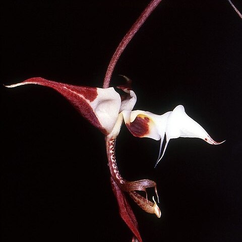 Gongora chocoensis unspecified picture