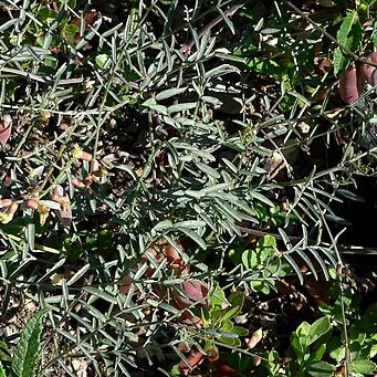 Astragalus aequalis unspecified picture