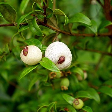 Austromyrtus unspecified picture