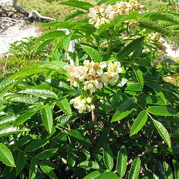 Sorbus sambucifolia unspecified picture