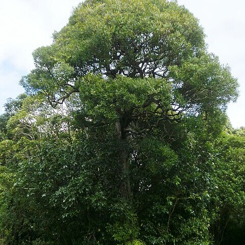 Nestegis lanceolata unspecified picture