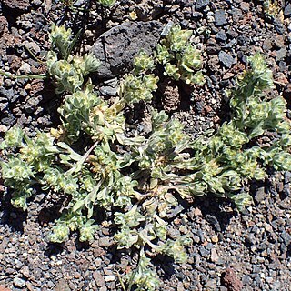 Filago desertorum unspecified picture