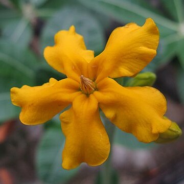 Pachypodium densiflorum unspecified picture