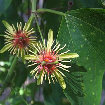 Passiflora jorullensis unspecified picture