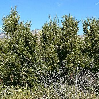 Prunus fasciculata unspecified picture