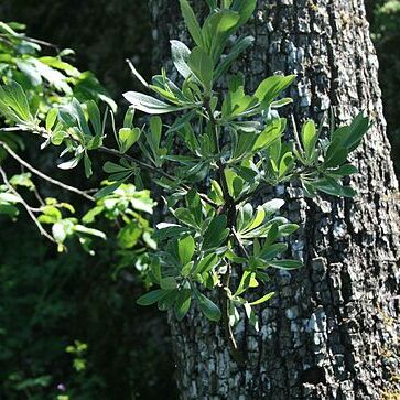 Pyrus elaeagrifolia unspecified picture