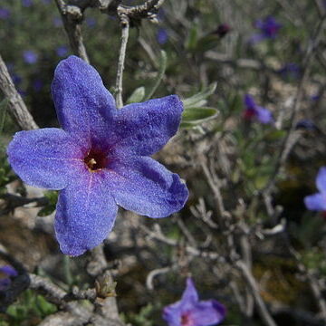 Lithodora unspecified picture