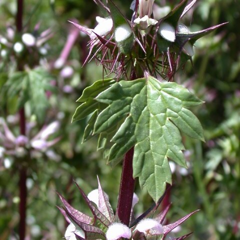 Moluccella spinosa unspecified picture