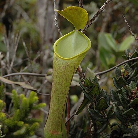 Nepenthes murudensis unspecified picture