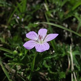 Geranium hayatanum unspecified picture