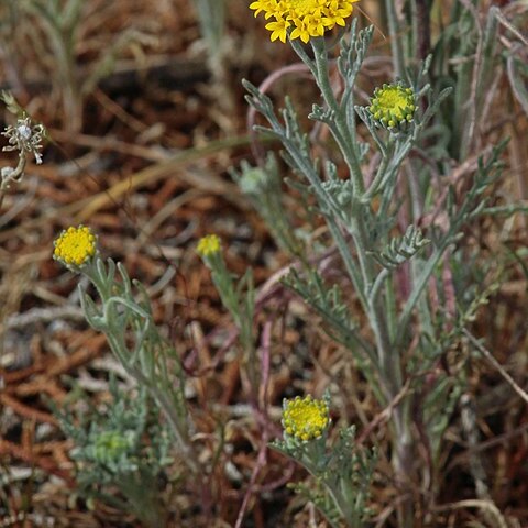 Chaenactis glabriuscula unspecified picture