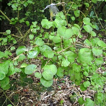 Coprosma arborea unspecified picture