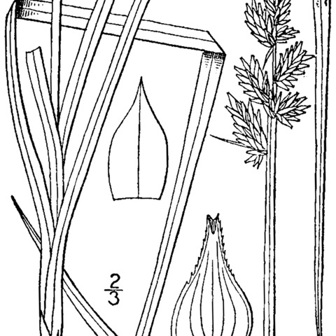 Carex conjuncta unspecified picture