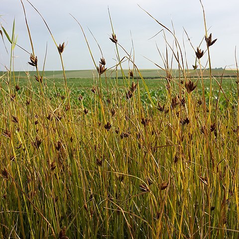 Bolboschoenus planiculmis unspecified picture