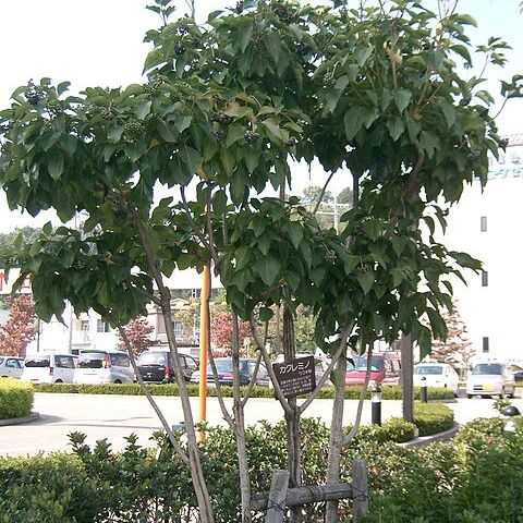 Dendropanax unspecified picture