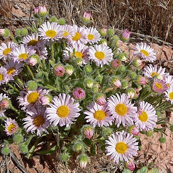 Erigeron concinnus unspecified picture