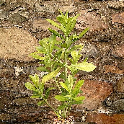 Euphorbia cupularis unspecified picture