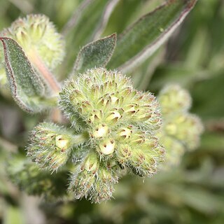 Phacelia hastata unspecified picture