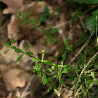 Asperula involucrata unspecified picture