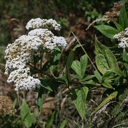 Ageratina anisochroma unspecified picture