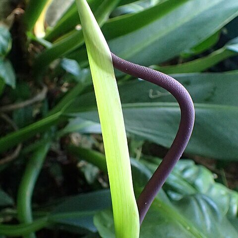 Anthurium acaule unspecified picture