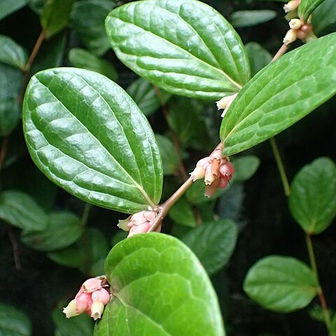 Anthopterus wardii unspecified picture