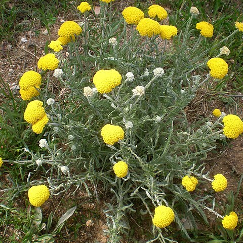 Achillea coarctata unspecified picture