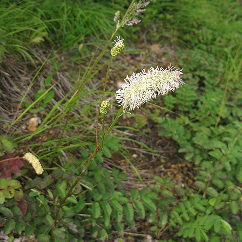 Sanguisorba albiflora unspecified picture