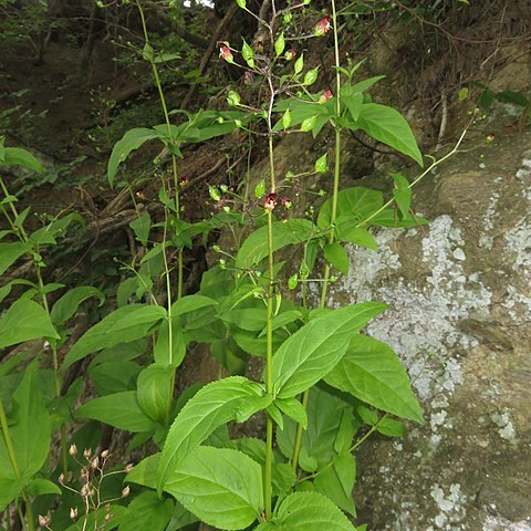 Scrophularia grayanoides unspecified picture