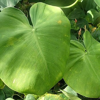 Philodendron rugosum unspecified picture