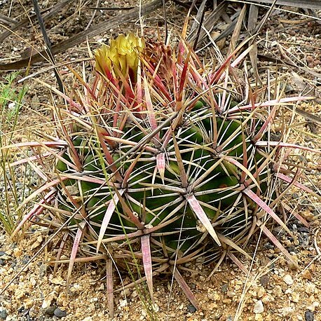 Ferocactus viridescens unspecified picture